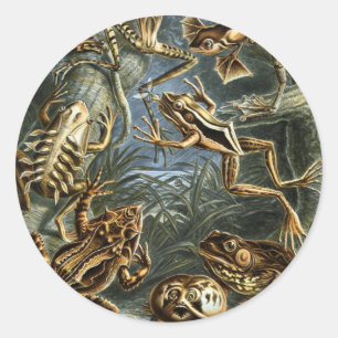 Vintage Frogs and Toads Batrachia by Ernst Haeckel Classic Round Sticker