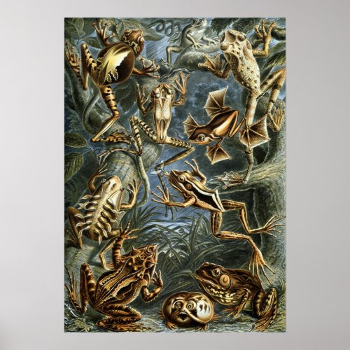 Vintage Frogs and Toads Batrachia by Ernst Haeckel Poster