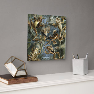 Vintage Frogs and Toads Batrachia by Ernst Haeckel Square Wall Clock