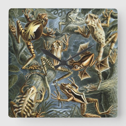Vintage Frogs and Toads Batrachia by Ernst Haeckel Square Wall Clock