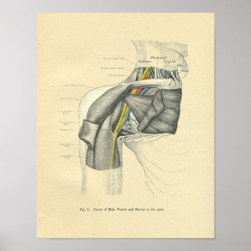 Vintage Frohse Anatomical Anterior Shoulder Poster