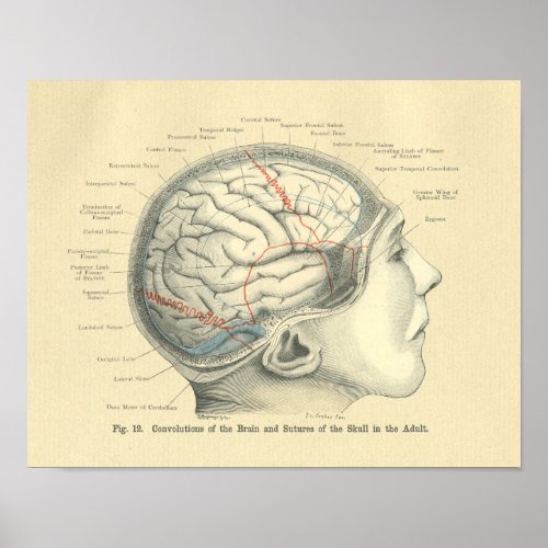 Vintage Frohse Anatomical Brain and Skull Poster