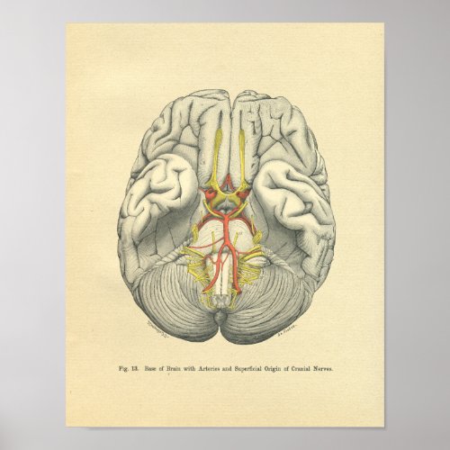 Vintage Frohse Anatomical Brain Cranial Nerves Poster