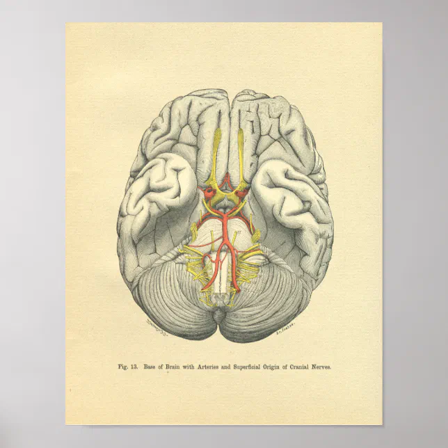 Vintage Frohse Anatomical Brain Cranial Nerves Poster | Zazzle