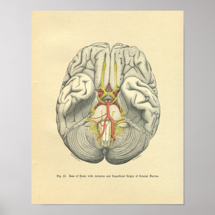 Vintage Frohse Anatomical Brain Cranial Nerves Poster | Zazzle.com