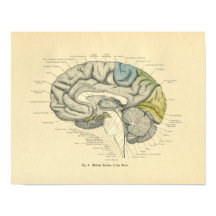 Vintage Frohse Anatomical Brain Median Surface
