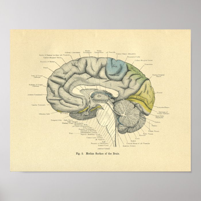 Vintage Frohse Anatomical Brain Median Surface Poster | Zazzle