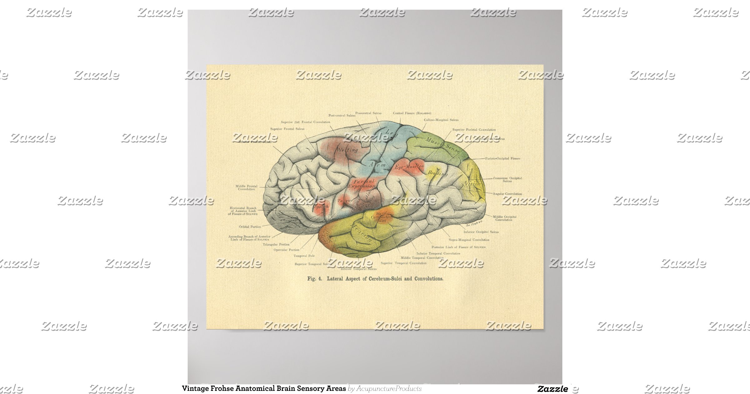 vintage_frohse_anatomical_brain_sensory_areas_poster ...