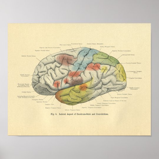 Vintage Frohse Anatomical Brain Sensory Areas Poster | Zazzle.com
