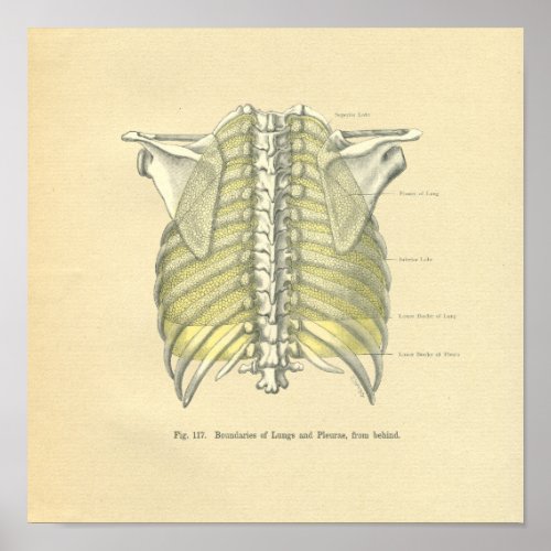 Vintage Frohse Anatomical Image Lungs Poster