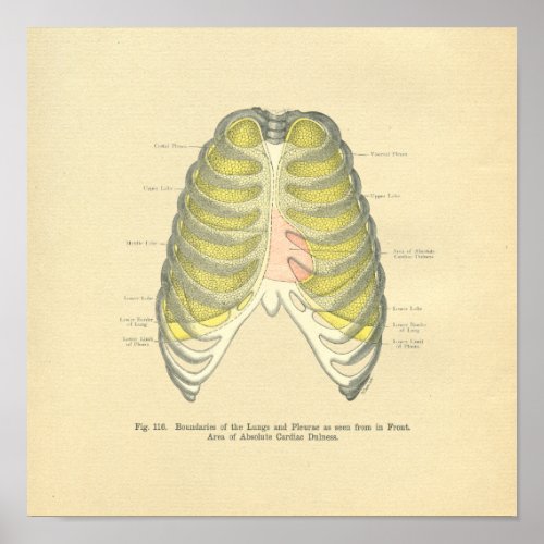 Vintage Frohse Anatomical Image Lungs Ribcage Poster