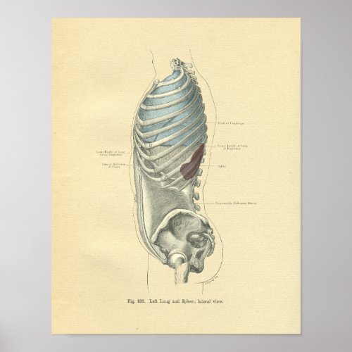 Vintage Frohse Anatomical Image Torso Poster