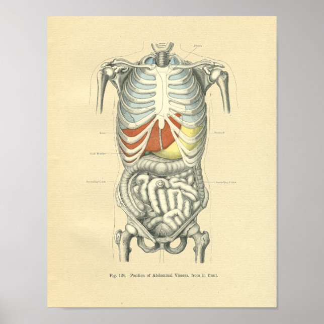 Vintage Frohse Anatomical Image Torso Poster (Front)