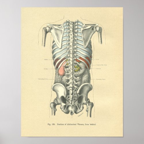 Vintage Frohse Anatomical Image Torso Spine Poster