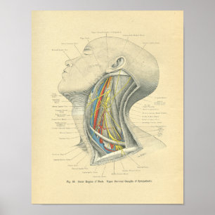 Vintage Frohse Anatomical Lateral Neck Poster