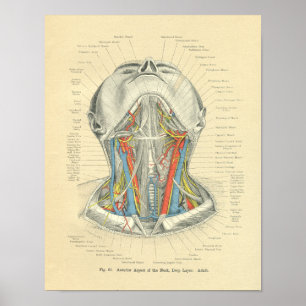 Vintage Frohse Anatomical Neck Deep Layer Poster
