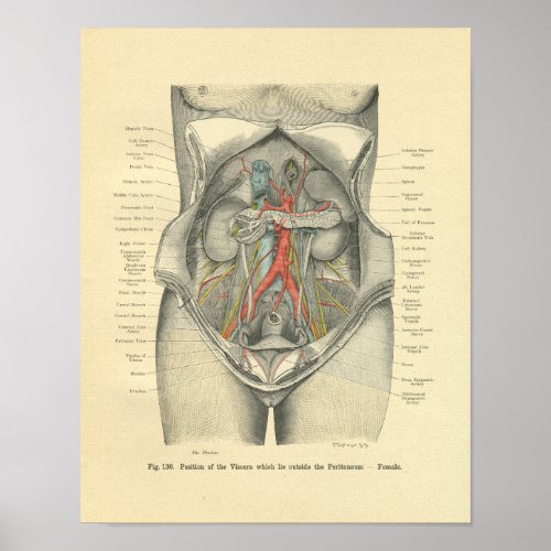Vintage Frohse Anatomical Print Abdomen