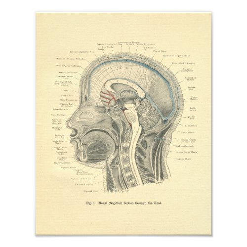 Vintage Frohse Anatomical Print Head Neck