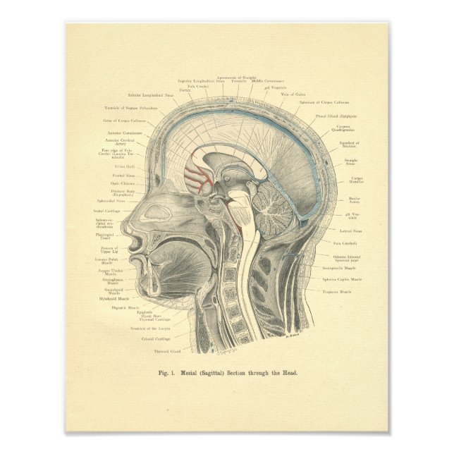Vintage Frohse Anatomical Print Head Neck (Front)