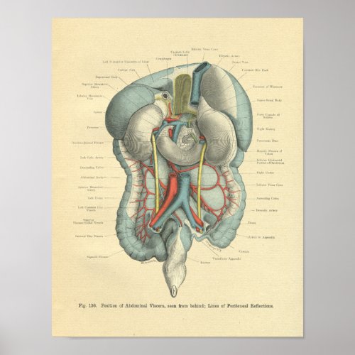 Vintage Frohse Anatomy Intestines Organs Poster
