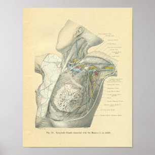 Vintage Frohse Anatomy of Female Torso Poster