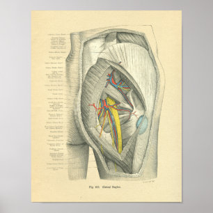 Vintage Frohse Anatomy of Hip & Leg Poster