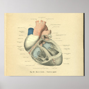 Vintage Frohse Anatomy of Human Heart Poster