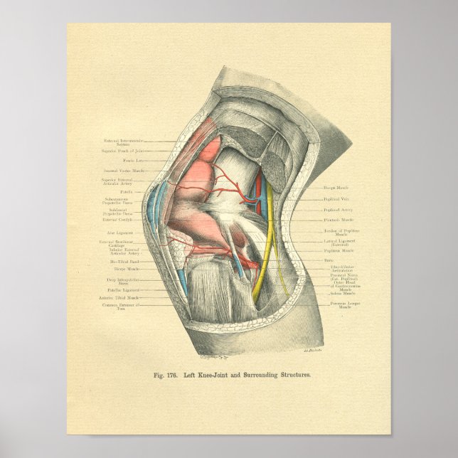 Vintage Frohse Anatomy of Knee Joint Poster (Front)