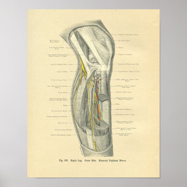 Vintage Frohse Anatomy of Knee & Leg Poster (Front)