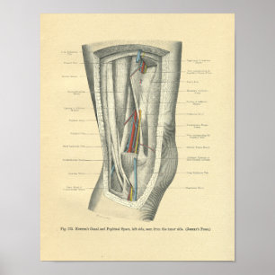 Vintage Frohse Anatomy of Knee & Leg Poster