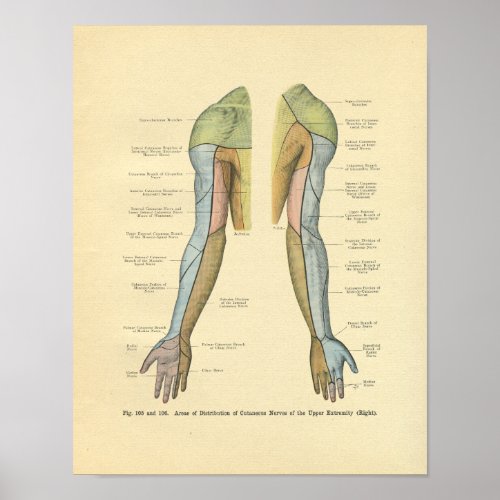 Vintage Frohse Arm Nerve Innervation Print