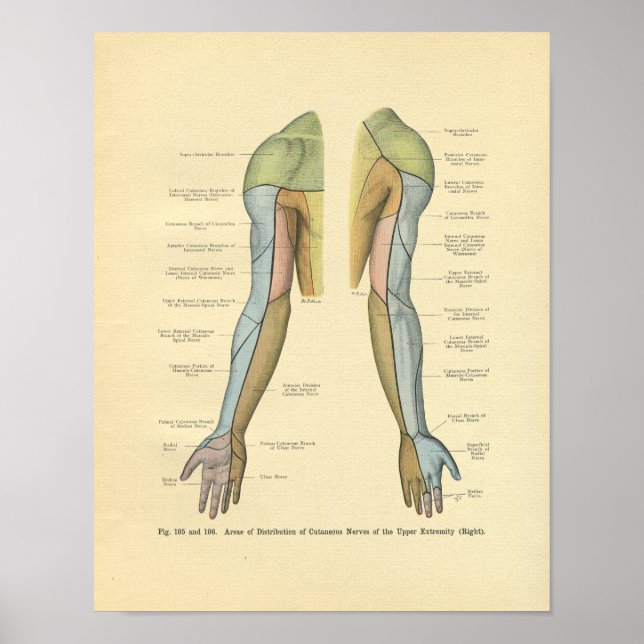 Vintage Frohse Arm Nerve Innervation Print (Front)