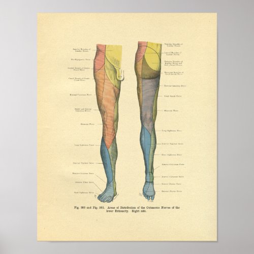 Vintage Frohse Leg Nerve Innervation Print