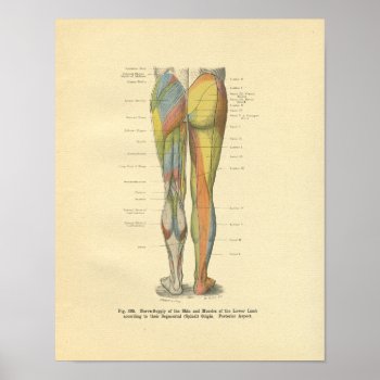Vintage Frohse Leg Nerve Innervation Print by AcupunctureProducts at Zazzle