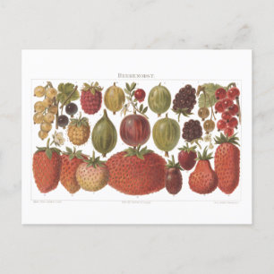 Vintage Fruit Berries Antique Aesthetic Postcard