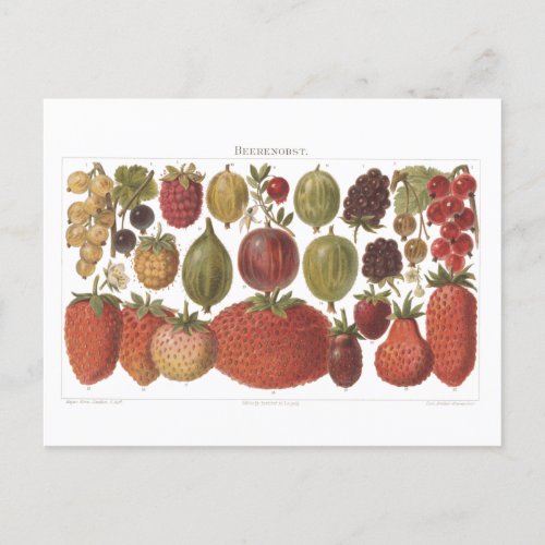 Vintage Fruit Berries Antique Aesthetic   Postcard