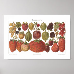 Vintage Fruit Berries Antique Aesthetic Poster