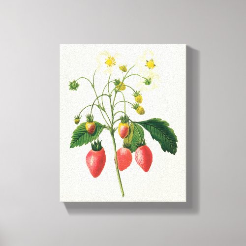Vintage Fruit Berries Food Strawberries by Redoute Canvas Print