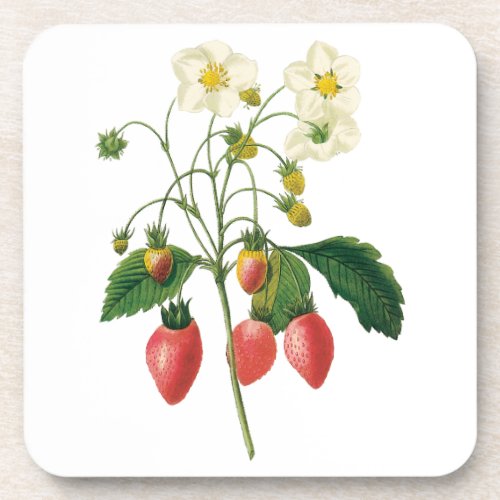 Vintage Fruit Berries Food Strawberries by Redoute Coaster