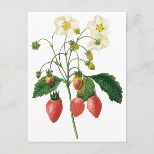 Vintage Fruit Berries Food Strawberries by Redoute Postcard