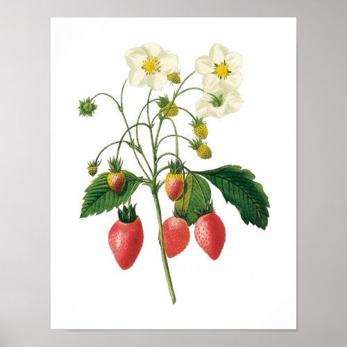 Vintage Fruit Berries Food Strawberries by Redoute Poster