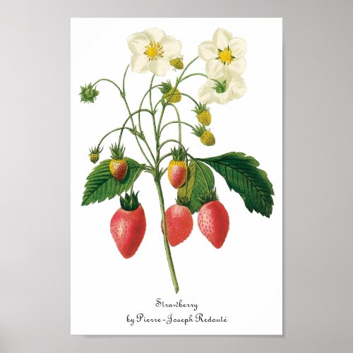 Vintage Fruit Berries Food Strawberries by Redoute Poster