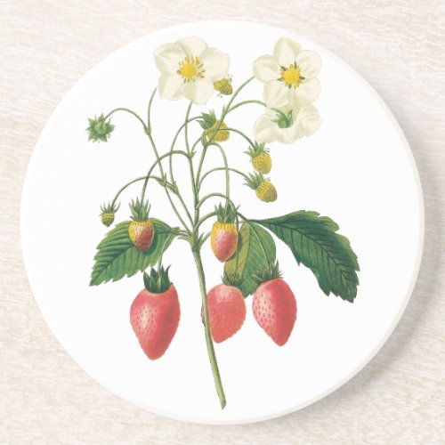 Vintage Fruit Berries Food Strawberries by Redoute Sandstone Coaster