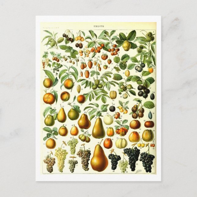 Vintage Fruit Botanical Illustration Postcard (Front)