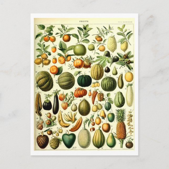 Vintage Fruit Botanical Illustration Postcard (Front)