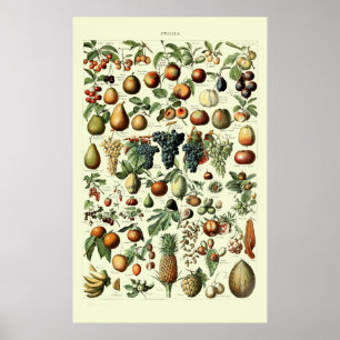 Vintage Fruit by Adolphe Millot Poster