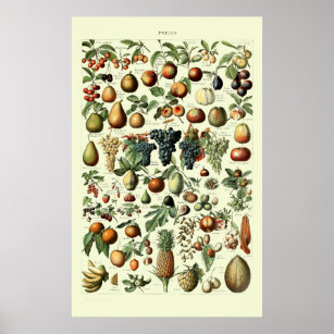 Vintage Fruit by Adolphe Millot Poster