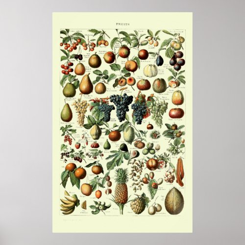 Vintage Fruit by Adolphe Millot Poster