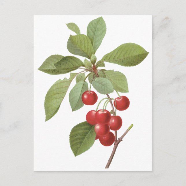 Vintage Fruit Cherry Food, Cherries by Redoute Postcard (Front)