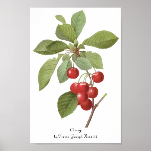 Vintage Fruit Cherry Food Cherries by Redoute Poster